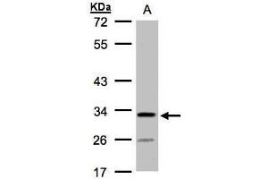 WB Image Sample(30 ug whole cell lysate) A:H1299 10% SDS PAGE antibody diluted at 1:1000 (C4orf19 anticorps)