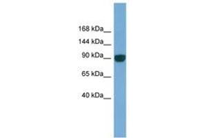 Image no. 1 for anti-Unc-45 Homolog A (UNC45A) (AA 143-192) antibody (ABIN6745687) (UNC45A anticorps  (AA 143-192))