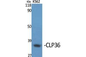 Western Blot (WB) analysis of specific cells using CLP36 Polyclonal Antibody. (PDLIM1 anticorps  (Internal Region))