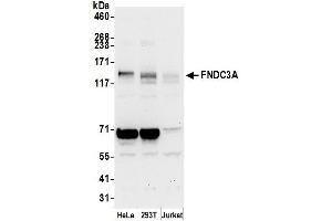 Western Blotting (WB) image for anti-Fibronectin Type III Domain Containing 3A (FNDC3A) (AA 700-750) antibody (ABIN7453087)