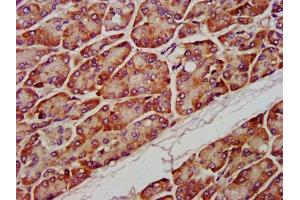 IHC image of ABIN7163151 diluted at 1:1200 and staining in paraffin-embedded human pancreatic tissue performed on a Leica BondTM system.