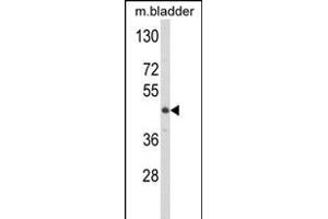 Western blot analysis of LUM Antibody (N-term) (ABIN391881 and ABIN2841701) in mouse bladder tissue lysates (35 μg/lane). (LUM anticorps  (N-Term))