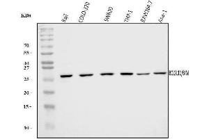 Western blot analysis of Bim/BCL2L11 using anti-Bim/BCL2L11 antibody (ABIN7602855).