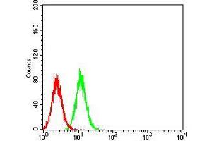Flow cytometric analysis of Hela cells using AKT3 mouse mAb (green) and negative control (red).