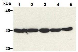 Western Blotting (WB) image for anti-High Mobility Group Box 1 (HMGB1) (Internal Region) antibody (ABIN1449284) (HMGB1 anticorps  (Internal Region))