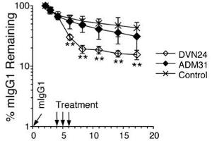 Tracer plasma concentrations were determined by ELISA and plotted either as percent remaining as compared with the first time point plasma concentrations or as plasma concentrations ±SD.