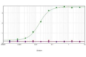 ELISA results of purified Mouse Anti-ERK2 (internal) Monoclonal Antibody tested against BSA-conjugated peptide of immunizing peptide ERK2 internal sequence (green line), as well as ERK2 c-term, ERK1 c-term, and ERK1 n-term.