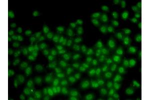 Immunofluorescence analysis of HeLa cells using ID3 antibody. (ID3 anticorps)