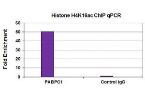 Histone H4K16ac antibody (mAb) tested by ChIP analysis.