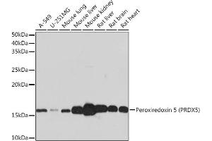 Western blot analysis of extracts of various cell lines, using Peroxiredoxin 5 (PRDX5) (PRDX5) Rabbit mAb (ABIN1680777, ABIN3018335, ABIN3018336 and ABIN7101596) at 1:1000 dilution. (Peroxiredoxin 5 anticorps)