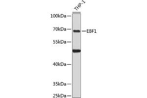 Western blot analysis of extracts of THP-1 cells, using EBF1 antibody  at 1:3000 dilution. (EBF1 anticorps  (C-Term))