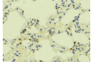 ABIN6273355 at 1/100 staining Mouse lung tissue by IHC-P. (GEM anticorps  (N-Term))