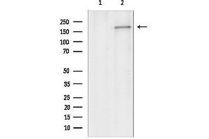 Western blot analysis of lysates from Rat liver, using ABCC1 Antibody.