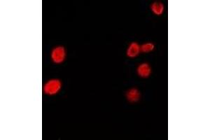 Immunofluorescent analysis of HRP2 staining in A549 cells. (HDGFRP2 anticorps)