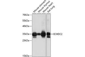 Western blot analysis of extracts of various cell lines, using ECHDC2 antibody (ABIN7266961) at 1:1000 dilution. (ECHDC2 anticorps  (AA 1-292))