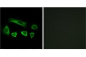 Immunofluorescence analysis of A549 cells, using NT5C1B Antibody. (NT5C1B anticorps  (AA 171-220))