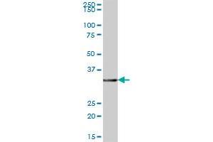 GIMAP7 MaxPab polyclonal antibody.