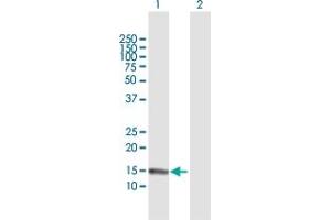 Western Blot analysis of S100A7 expression in transfected 293T cell line by S100A7 MaxPab polyclonal antibody. (S100A7 anticorps  (AA 1-101))