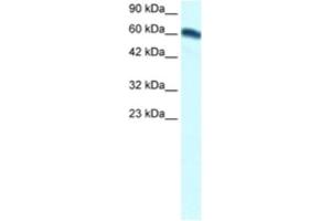 Western Blotting (WB) image for anti-Forkhead Box C2 (MFH-1, Mesenchyme Forkhead 1) (FOXC2) antibody (ABIN2460422) (FOXC2 anticorps)