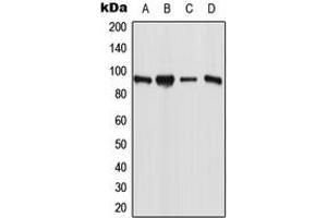 Western blot analysis of ESCO1 expression in MCF7 (A), PANC1 (B), Raw264. (ESCO1 anticorps  (N-Term))