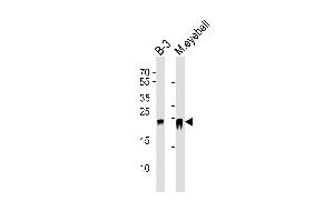 Western blot analysis of lysates from B-3 cell line and mouse eyeball tissue lysate(from left to right), using CRYBB2 Antibody (N-term) (ABIN6243390 and ABIN6577568). (CRYbB2 anticorps  (N-Term))