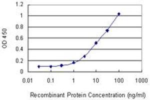 Detection limit for recombinant GST tagged CSNK1D is 0. (Casein Kinase 1 delta anticorps  (AA 301-415))