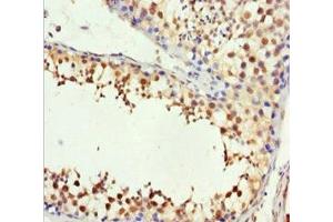 Immunohistochemistry of paraffin-embedded human testis tissue using ABIN7148560 at dilution of 1:100
