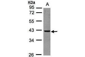 WB Image Sample (30μg whole cell lysate) A:HeLa S3, 10% SDS PAGE antibody diluted at 1:500 (BPNT1 anticorps)