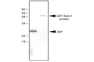 Recombinant GST (28kDa) and GST-fusion protein (61kDa) were resolved by SDS-PAGE, transferred to PVDF membrane and probed with anti-GST antibody (1:1,000). (GST anticorps)