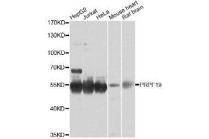 Western blot analysis of extracts of various cell lines, using PRPF19 antibody. (PRP19 anticorps  (AA 127-416))