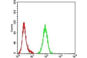 Flow cytometric analysis of Hela cells using ATG4B mouse mAb (green) and negative control (red). (ATG4B anticorps  (AA 1-221))