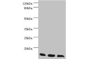 Western blot All lanes: Transcription elongation factor B polypeptide 2 antibody at 3 μg/mL Lane 1: k562 whole cell lysate Lane 2: 293T whole cell lysate Lane 3: HL60 whole cell lysate Secondary Goat polyclonal to rabbit IgG at 1/10000 dilution Predicted band size: 14, 18 kDa Observed band size: 14 kDa (TCEB2 anticorps  (AA 1-118))