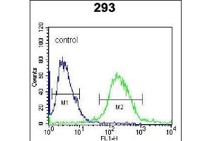 anti-RuvB-Like 1 (E. Coli) (RUVBL1) (AA 247-280) antibody