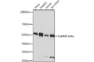 Western blot analysis of extracts of various cell lines, using CaMKII delta Rabbit mAb (ABIN7266019) at 1:1000 dilution. (CAMK2D anticorps)