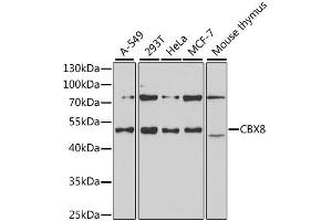 Western blot analysis of extracts of various cell lines, using CBX8 antibody (ABIN1882349) at 1:1000 dilution. (CBX8 anticorps)