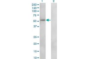 Western Blot analysis of ZNF207 expression in transfected 293T cell line by ZNF207 monoclonal antibody (M01), clone 6D6. (ZNF207 anticorps  (AA 1-110))