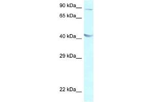 Western Blot showing GALR2 antibody used at a concentration of 1 ug/ml against A549 Cell Lysate (GALR2 anticorps  (C-Term))