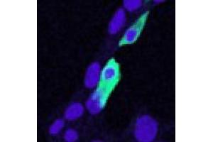 Image no. 2 for anti-Chloride Intracellular Channel 4 (CLIC4) (N-Term) antibody (ABIN374756) (CLIC4 anticorps  (N-Term))