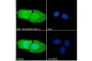 (ABIN185516) Immunofluorescence analysis of paraformaldehyde fixed U2OS cells, permeabilized with 0. (KPNB1 anticorps  (C-Term))