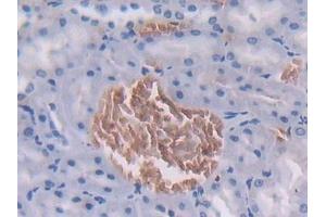 Detection of FGL1 in Rat Kidney Tissue using Polyclonal Antibody to Fibrinogen Like Protein 1 (FGL1)