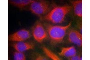 Immunofluorescence staining of methanol-fixed HeLa cells using GRIN1 polyclonal antibody (Cat # PAB12221, Red). (GRIN1/NMDAR1 anticorps  (Ser897))