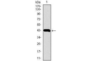 Western blot analysis using MMP2 mAb against human MMP2 recombinant protein.