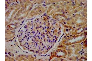 IHC image of ABIN7157616 diluted at 1:400 and staining in paraffin-embedded human kidney tissue performed on a Leica BondTM system. (KIF2B anticorps  (AA 1607-1731))