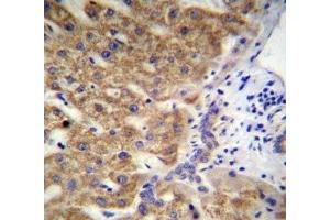 MUC15 antibody immunohistochemistry analysis in formalin fixed and paraffin embedded human liver tissue. (MUC15 anticorps  (AA 209-237))