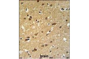 C19orf63 Antibody (N-term) (ABIN651381 and ABIN2840212) IHC analysis in formalin fixed and paraffin embedded human brain tissue followed by peroxidase conjugation of the secondary antibody and DAB staining. (EMC10 anticorps  (N-Term))