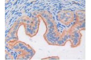 Figure. (FGF6 anticorps  (AA 39-208))