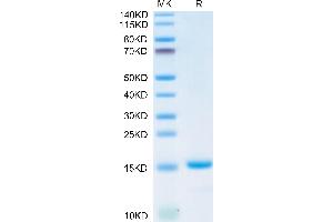 Biotinylated Mature TGF beta 1 on Tris-Bis PAGE under reduced conditions.