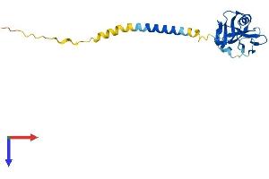 AlphaFold protein structure predicition of Mouse Recombinant Klrg1 Protein, UniprotID O88713