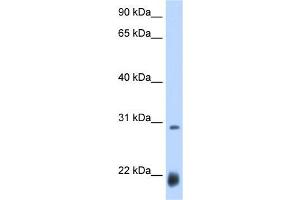 Drosophila; WB Suggested Anti-ac Antibody Titration: 0. (Achaete (AC) (N-Term) anticorps)