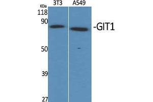 Western Blot (WB) analysis of specific cells using GIT1 Polyclonal Antibody. (GIT1 anticorps  (C-Term))